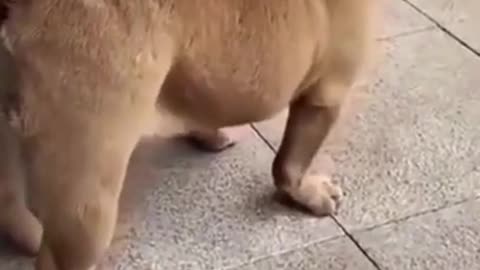 Funny Lion Puppy Dog