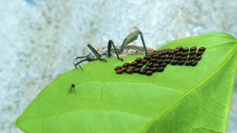 Mother Bug Protect Her Eggs from Intruder