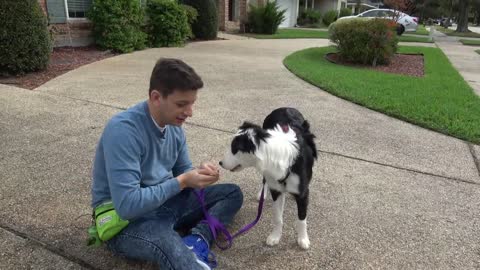 How to train your dog on leash.