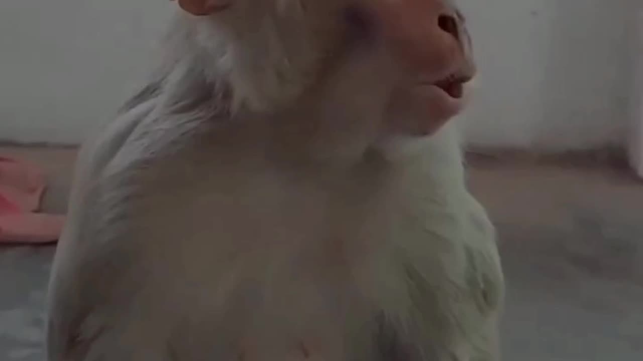 Monkey