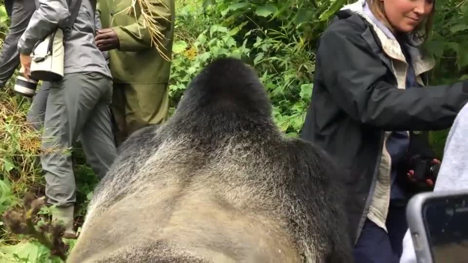 A Silverback waiting to see the humans stepping aside for him, as he would expect from his troop