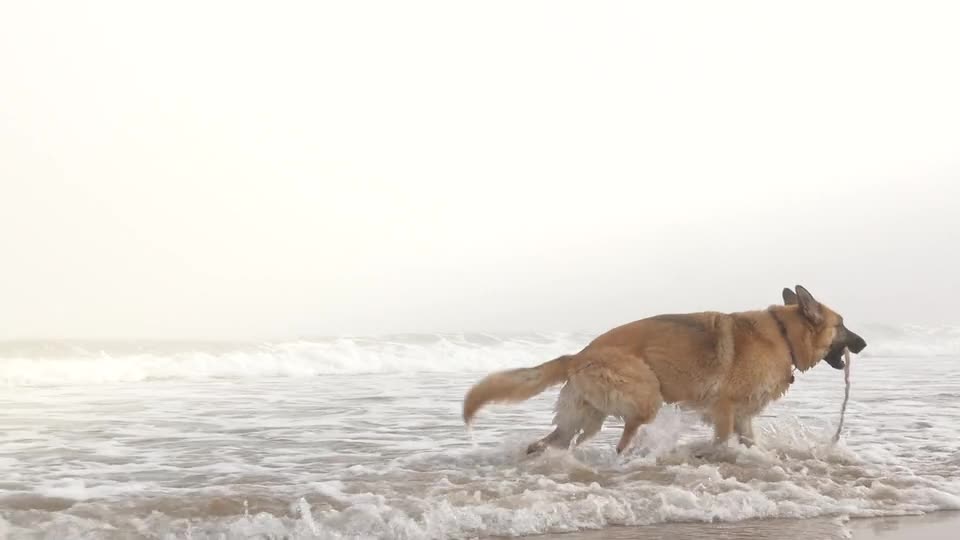 A dog on a beach