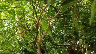 Birds in a botanic garden talking