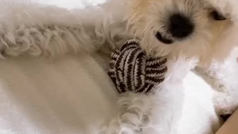 Puppy Jenny's so cute video (10)