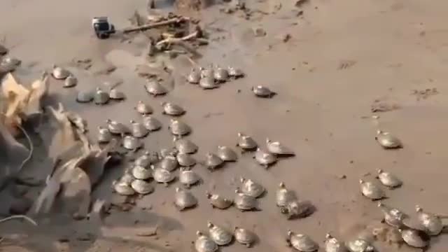 Taricaya turtle release in a pond