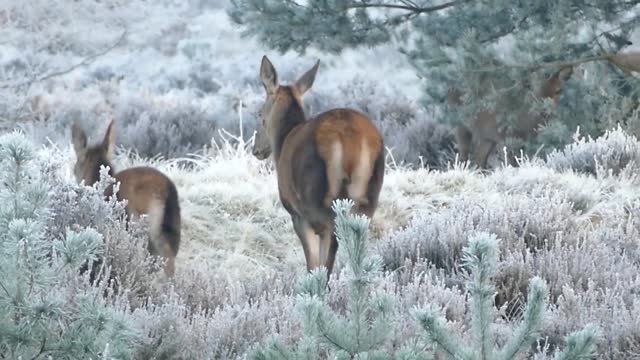 A herd of deer moving in the snowy forest