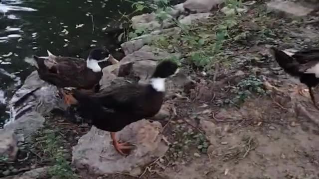 Cute Ducks By Kingdom of Awais