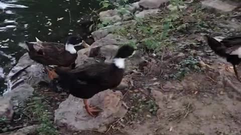 Cute Ducks By Kingdom of Awais