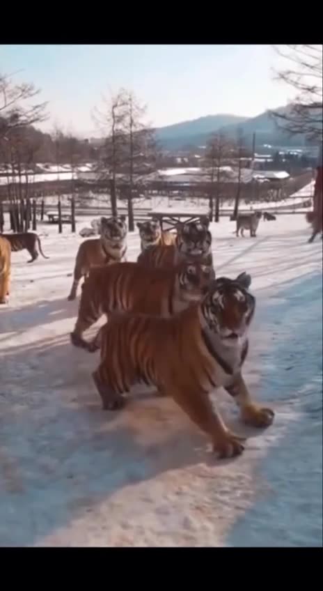 Wildlife in the frozen tundra