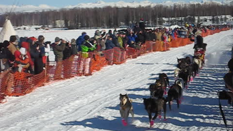 Lance Mackey Iditarod WIN