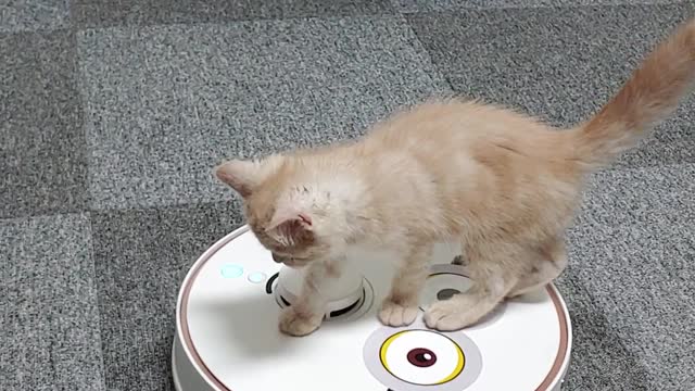 Cat on a robot cleaner