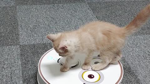 Cat on a robot cleaner