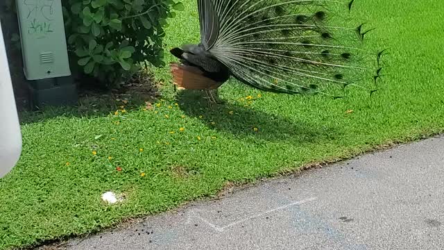 Peacock Showing Off