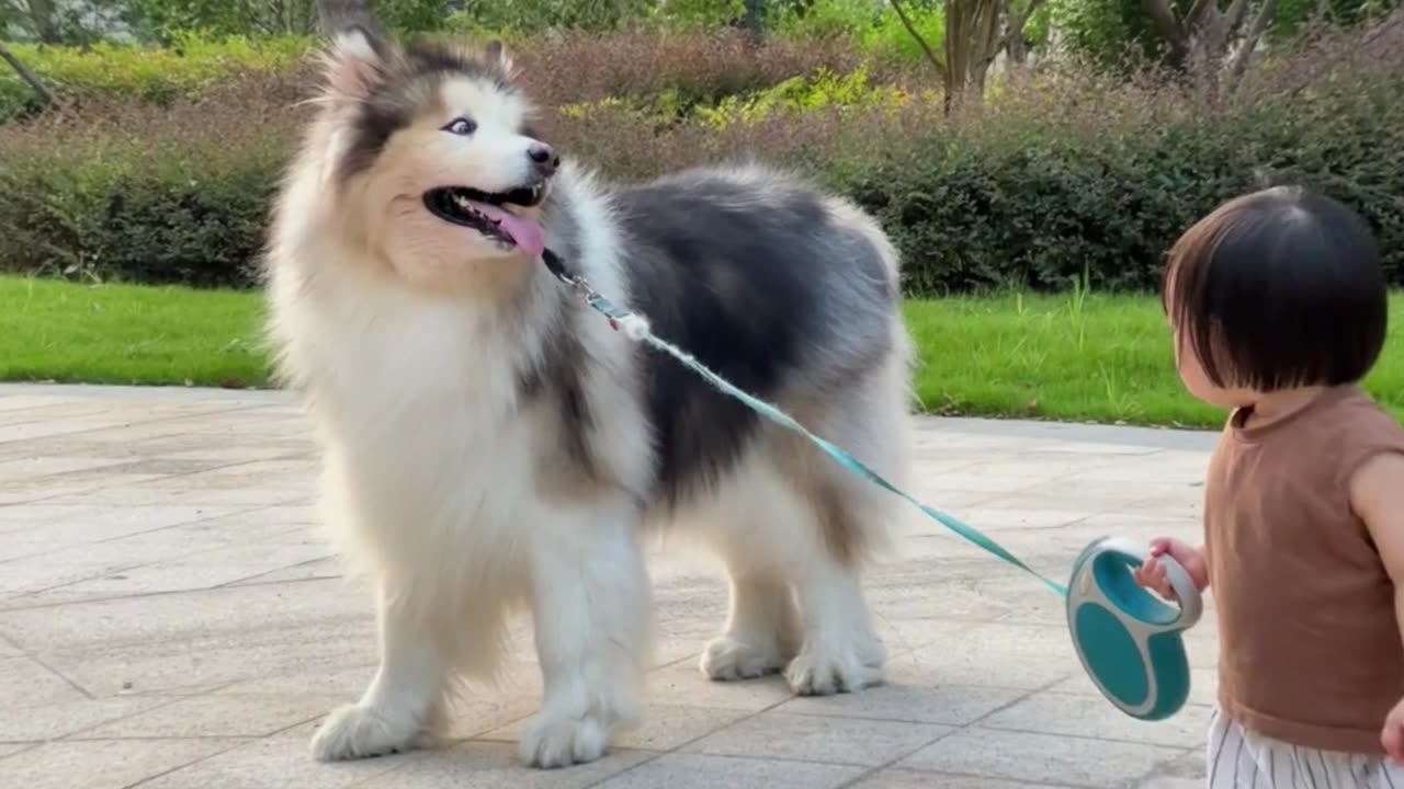 Baby Takes the Husky for a Walk – Cutest Duo Ever