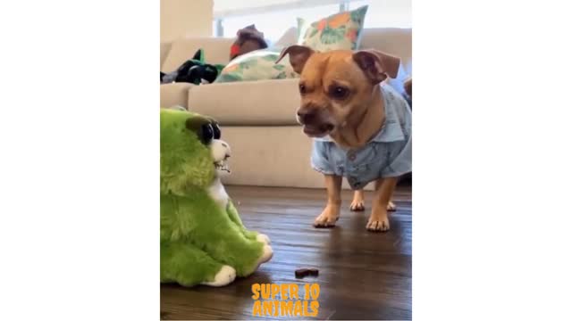 Dog talking to toys