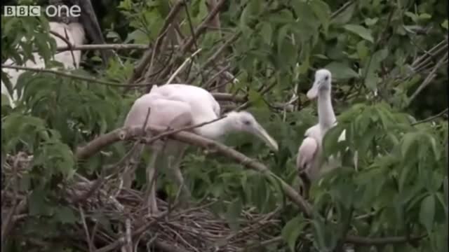 Talking animals funny video