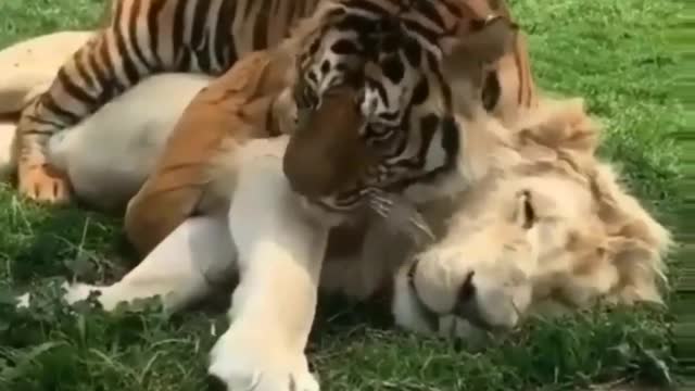 Lions playing on the ground.