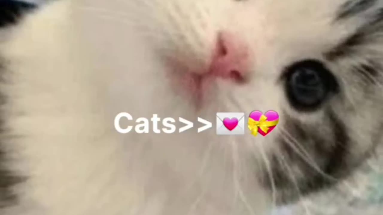 Cute cats funny videos cute kitten playing