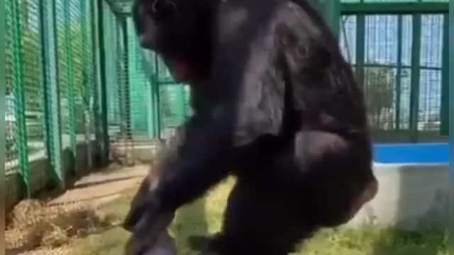 Biggest monkey cap men styleππππ€£πππππ