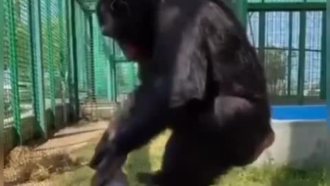 Biggest monkey cap men style😂😂😂🤣😂😂😂😂😂