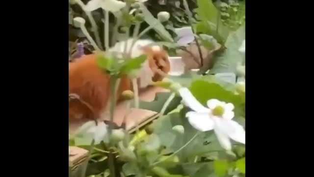 Small animals with more funny moment