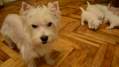 West Highland White Terrier 1 month old puppy