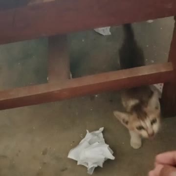 Hungry Kitten 🐈Comedy Animals Video