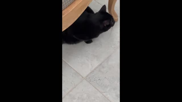 Adopting a Cat from a Shelter Vlog - Precious Piper Relaxing Under Bathroom Chair #shorts