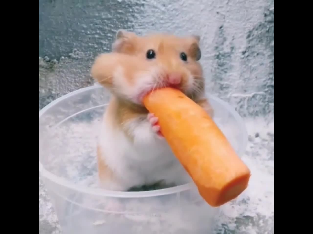 Little hamster is trying to eat big tasty carrot