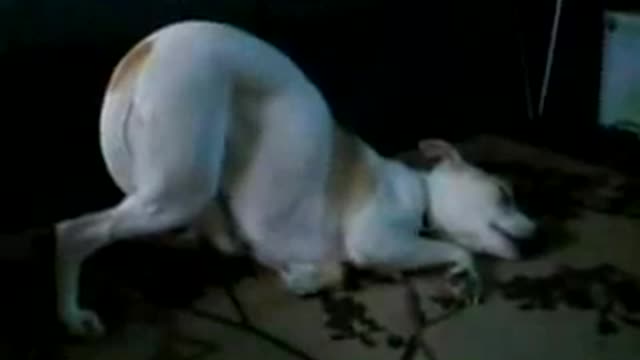 Funny Dog Trying To Stay Awake