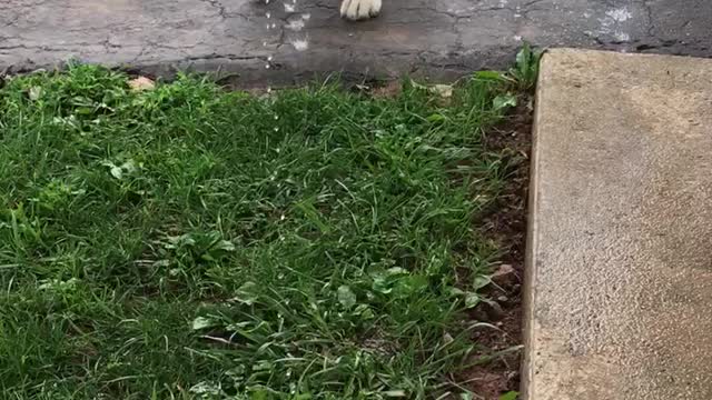 Dora playing