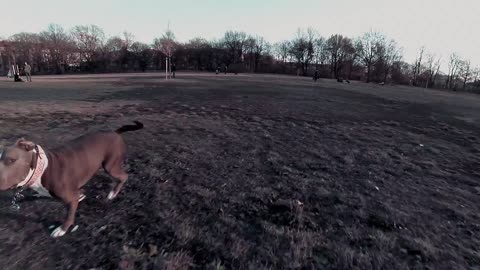 Dogs reacting to Drones