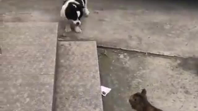 Cute kittens Baby Cats Cute and Funny Cat Videos Compilation #shorts #animals