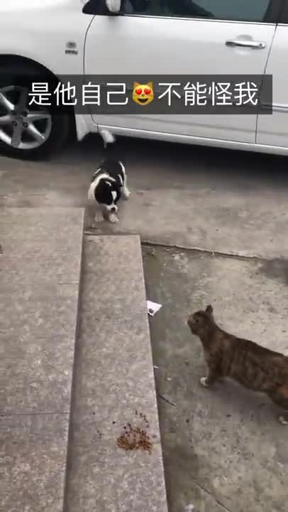 Cute kittens Baby Cats Cute and Funny Cat Videos Compilation #shorts #animals