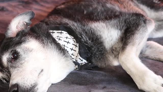 Bark mirror a video montage of a dog filming human