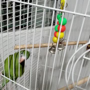 Parrot from Puerto Rico