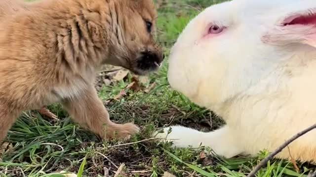 The bunny waits for the puppy every day