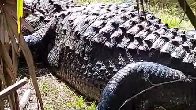 Alligator Homie