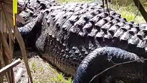 Alligator Homie