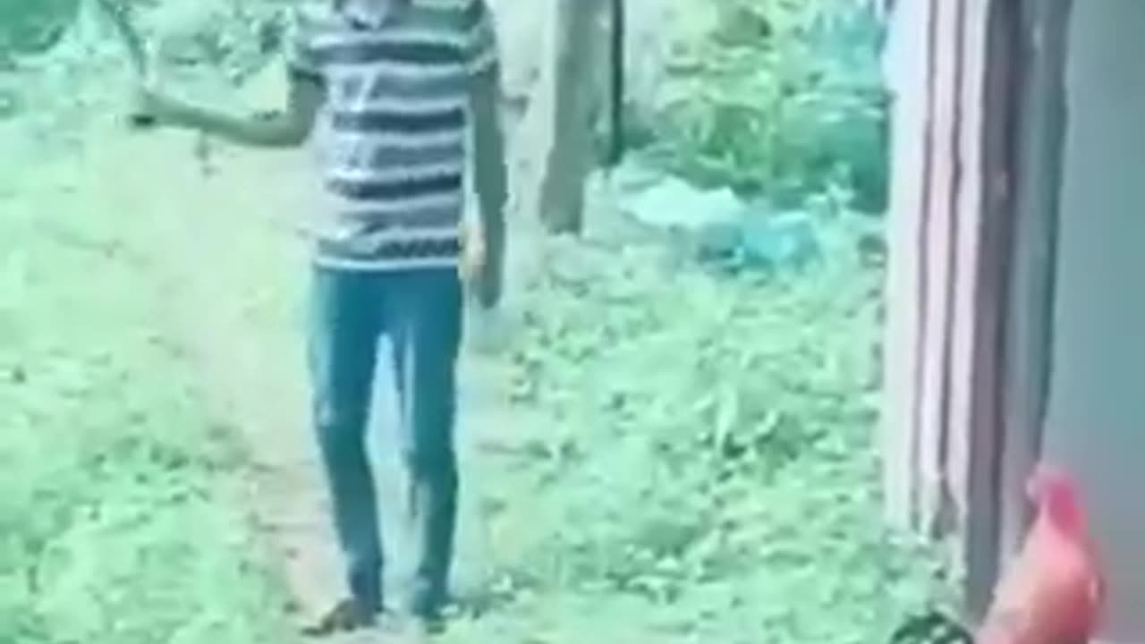 Animals funny