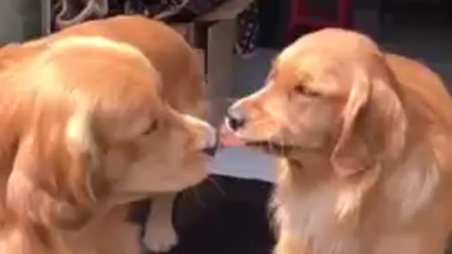 TWO SMART DOGS FIGHTING OVER FOOD