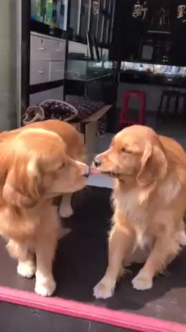 TWO SMART DOGS FIGHTING OVER FOOD