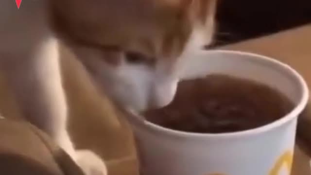 Cute cat 😺 loves to drink McDonald's SOFT DRINK very much