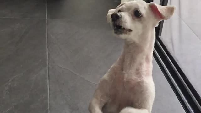 Begging dog "dances" for a treat