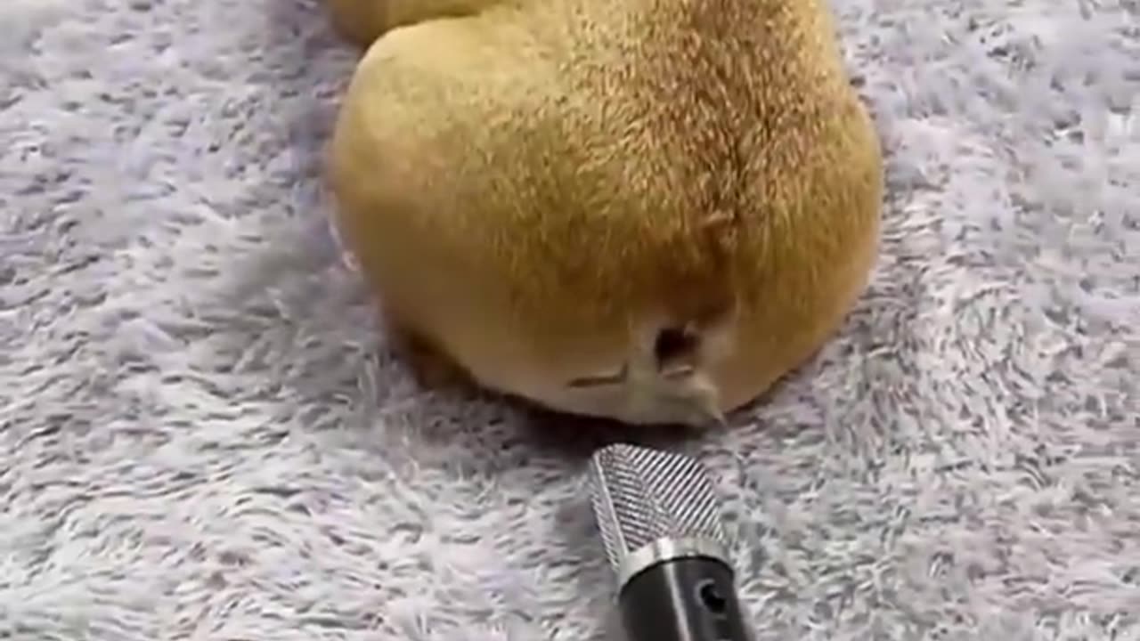 Funny animal