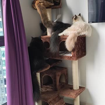 My Cats Love The New Cat Tree