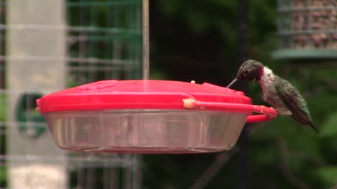 Bird Hummingbird Nature Wildlif