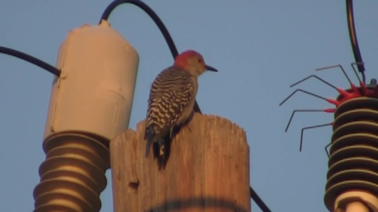 Woodpecker has a bad day