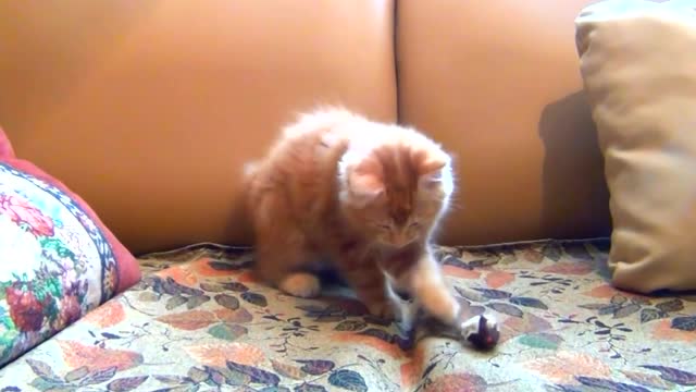 How a funny kitten plays with his toys