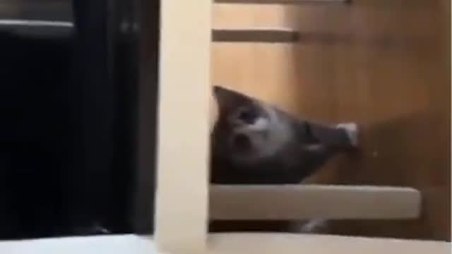 😹Cute Pets And Funny Animals Compilation #24
